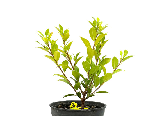 Ficus Tiger Bark 2708