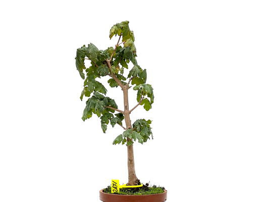 Acer Campestris 2671