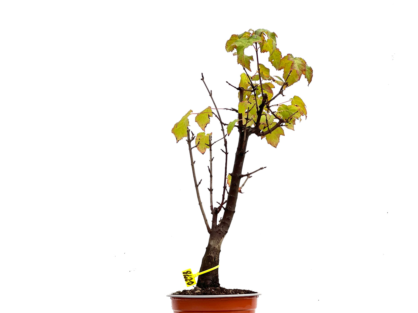 Acer Ginnala 0278