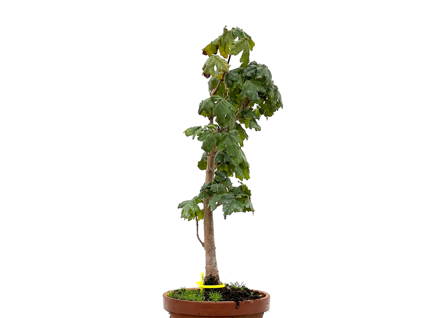 Acer Campestris 2671