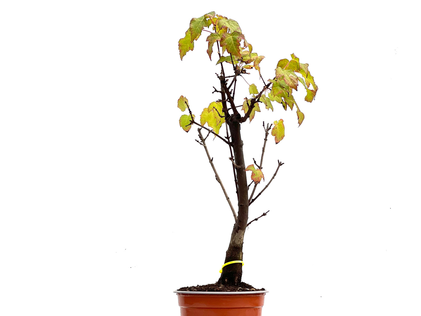 Acer Ginnala 0278