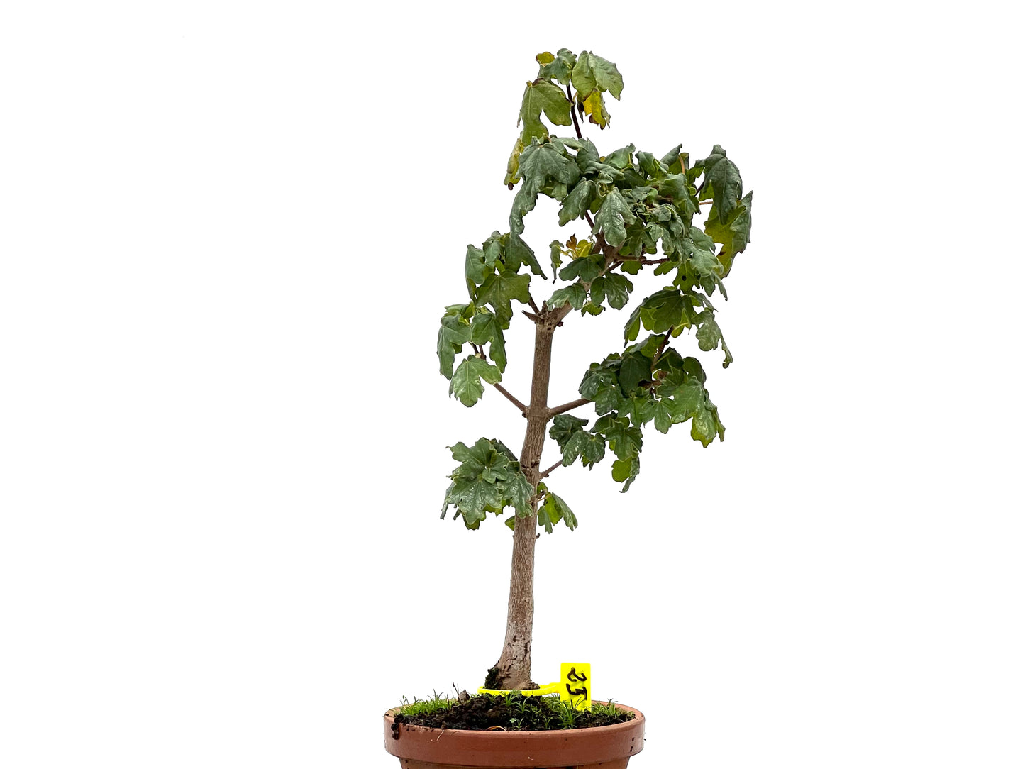 Acer Campestris 2671