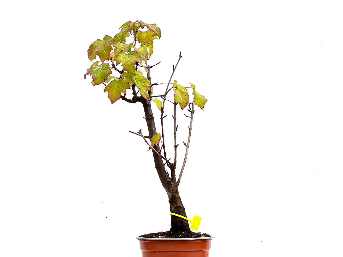 Acer Ginnala 0278
