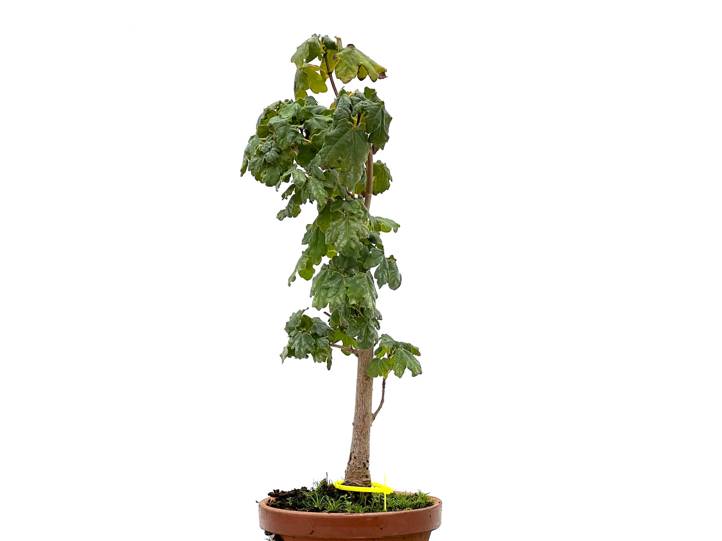 Acer Campestris 2671