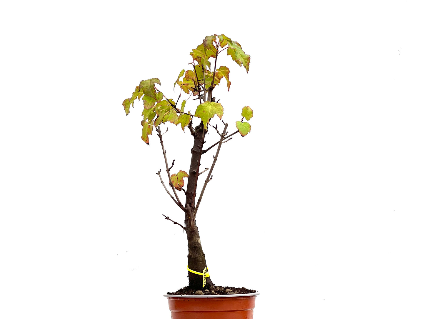 Acer Ginnala 0278