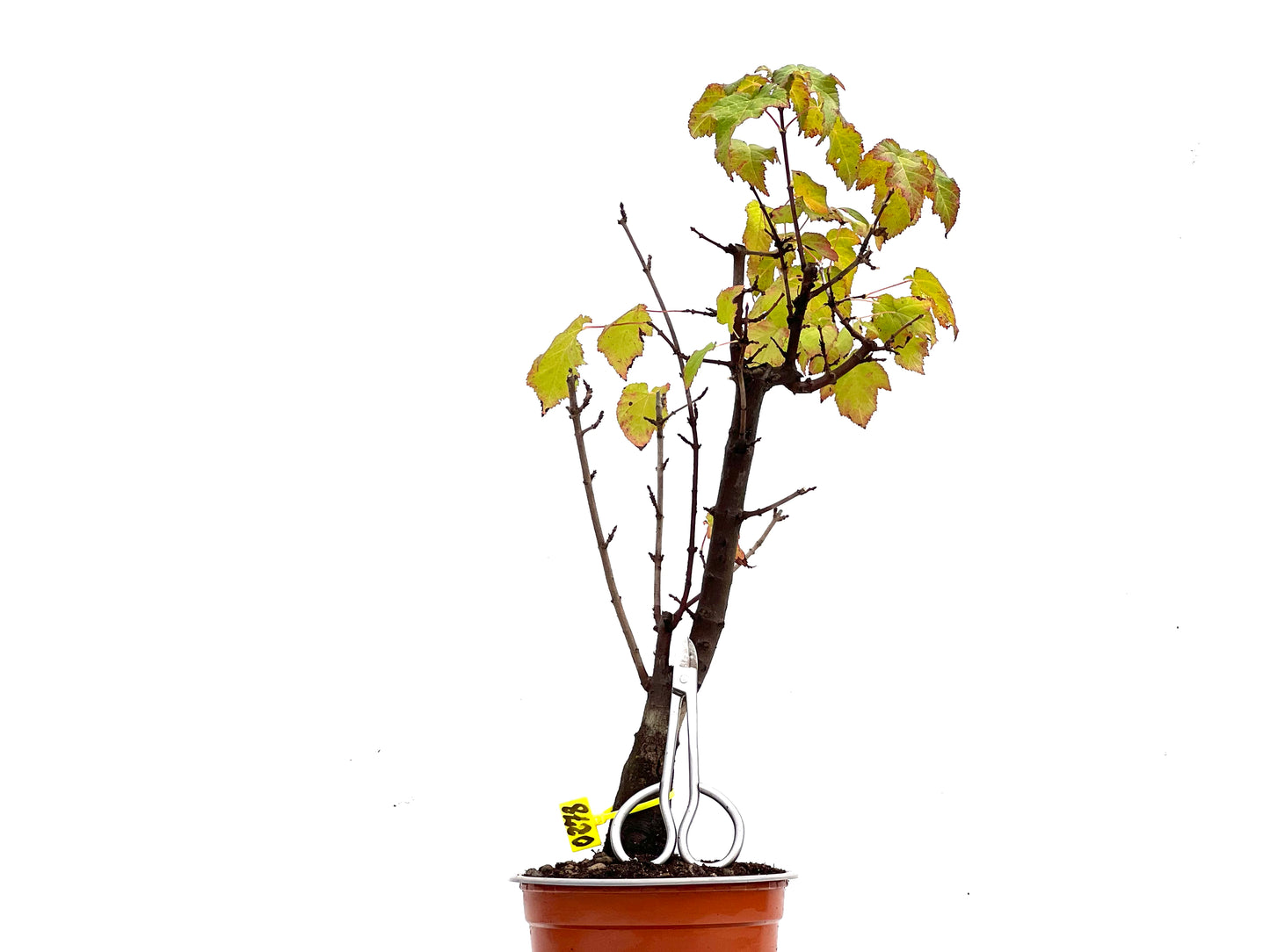 Acer Ginnala 0278