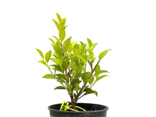 Ficus Tiger Bark 2710