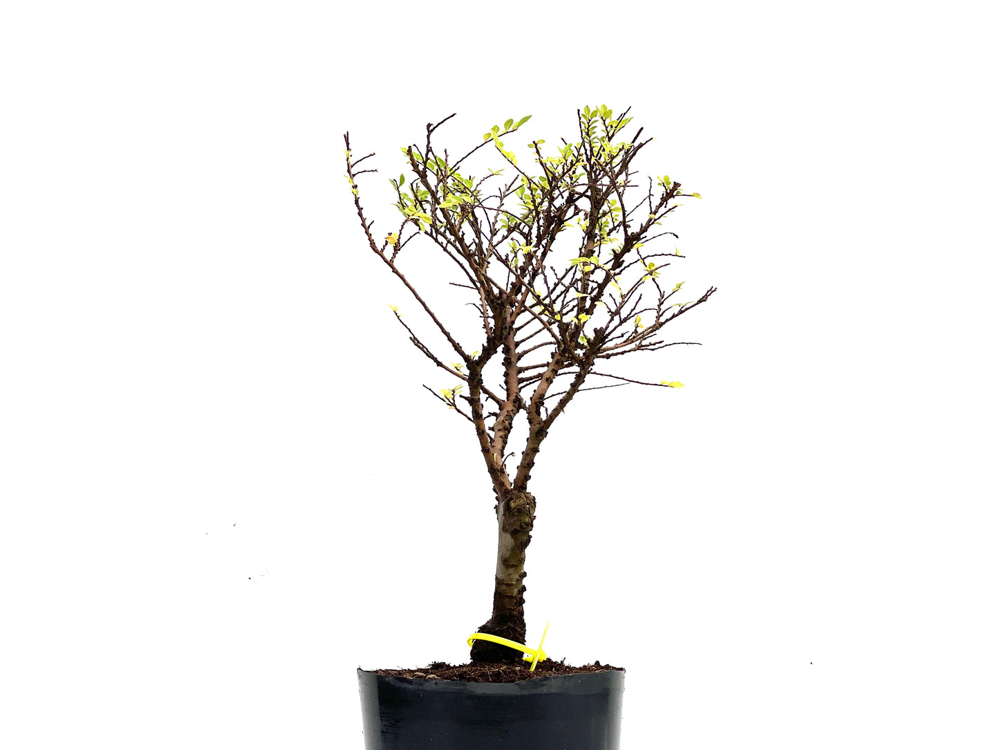 Ulmus Hokkaido 0277