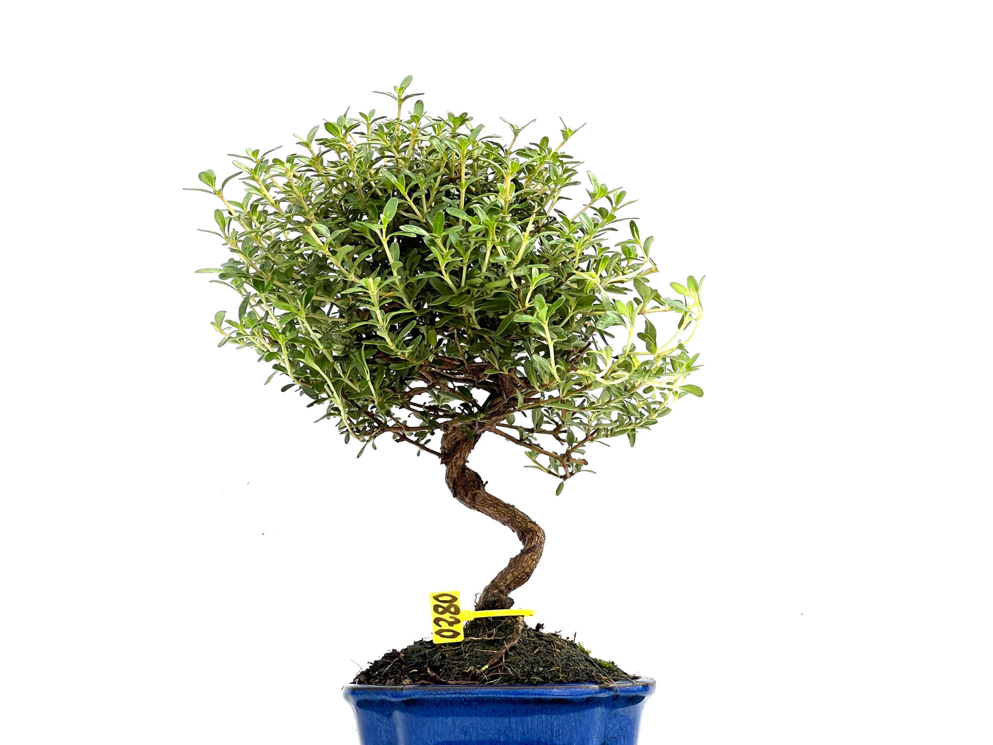 Coprosma 0280