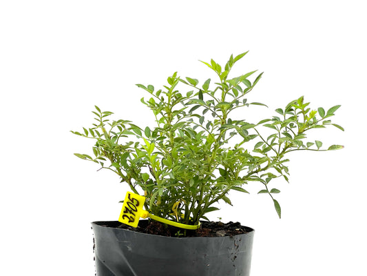 Rosal Japones 2701