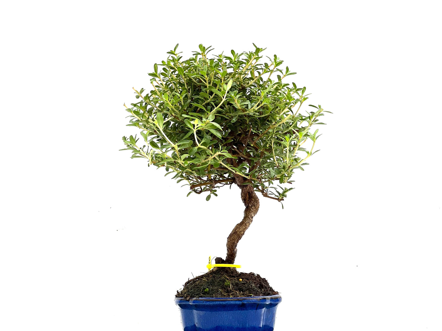 Coprosma 0280