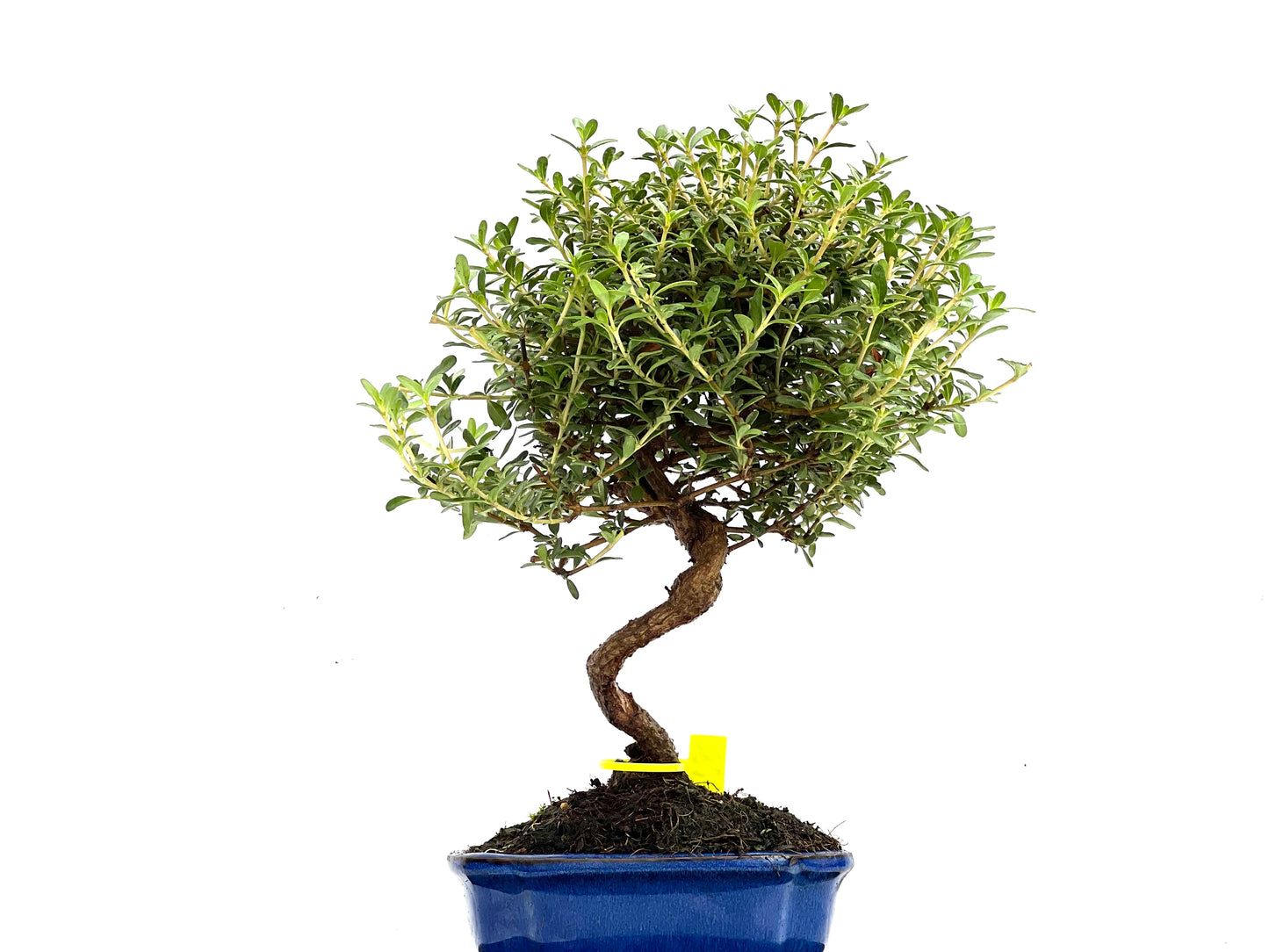 Coprosma 0280