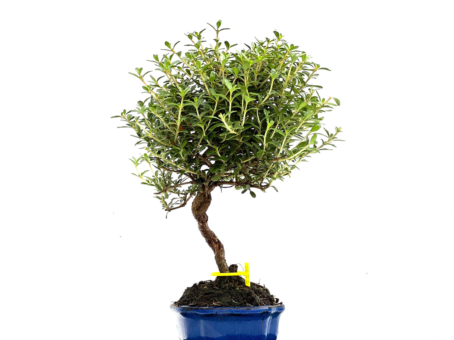 Coprosma 0280