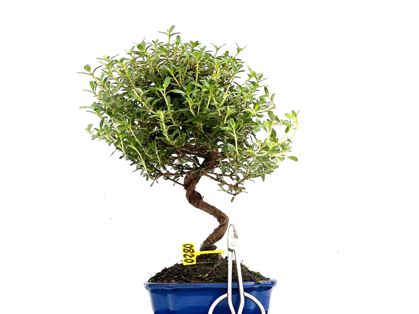 Coprosma 0280