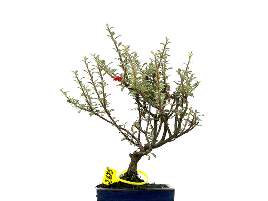 Cotoneaster Microphylla 2675