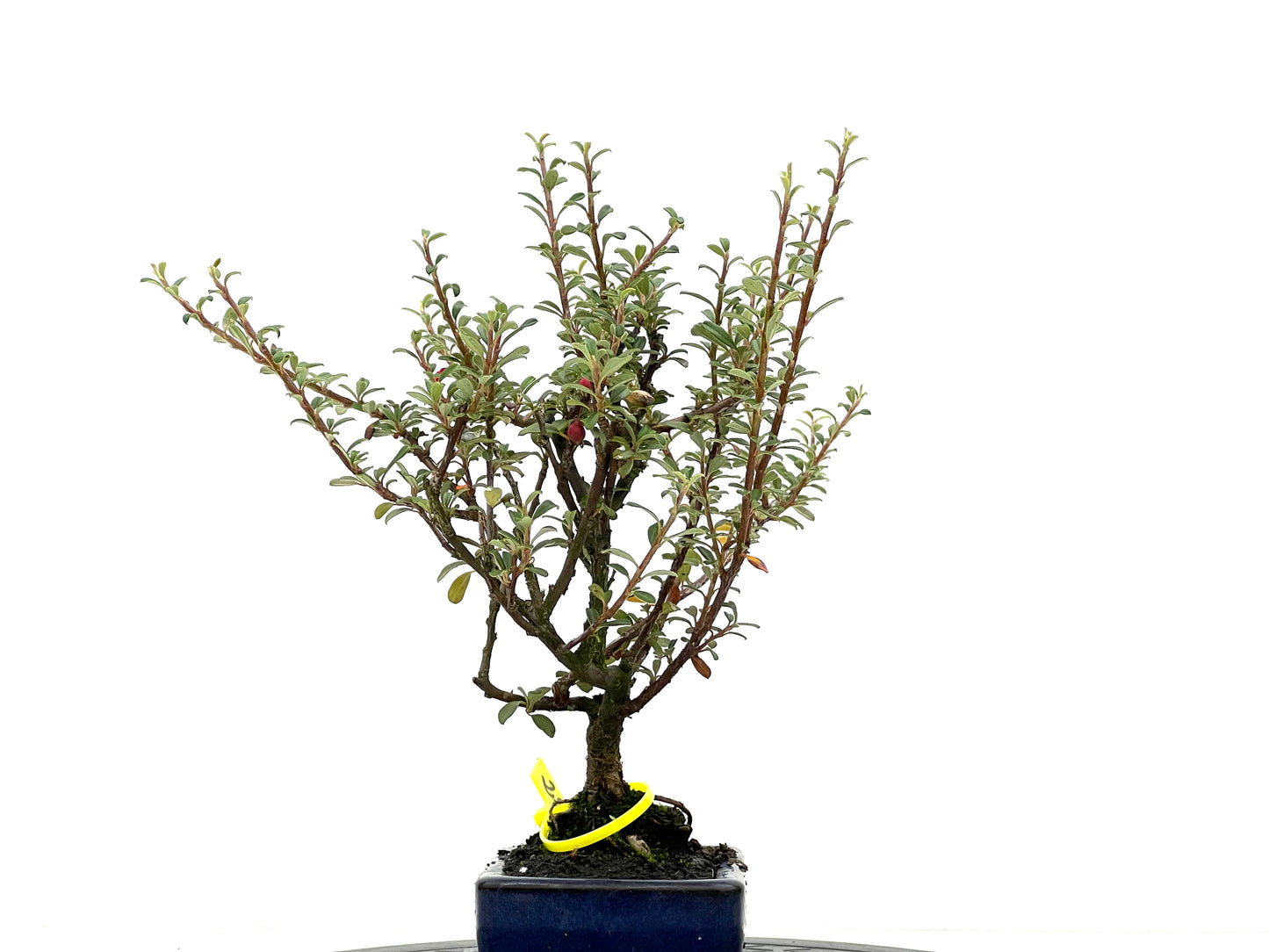 Cotoneaster Microphylla 2681