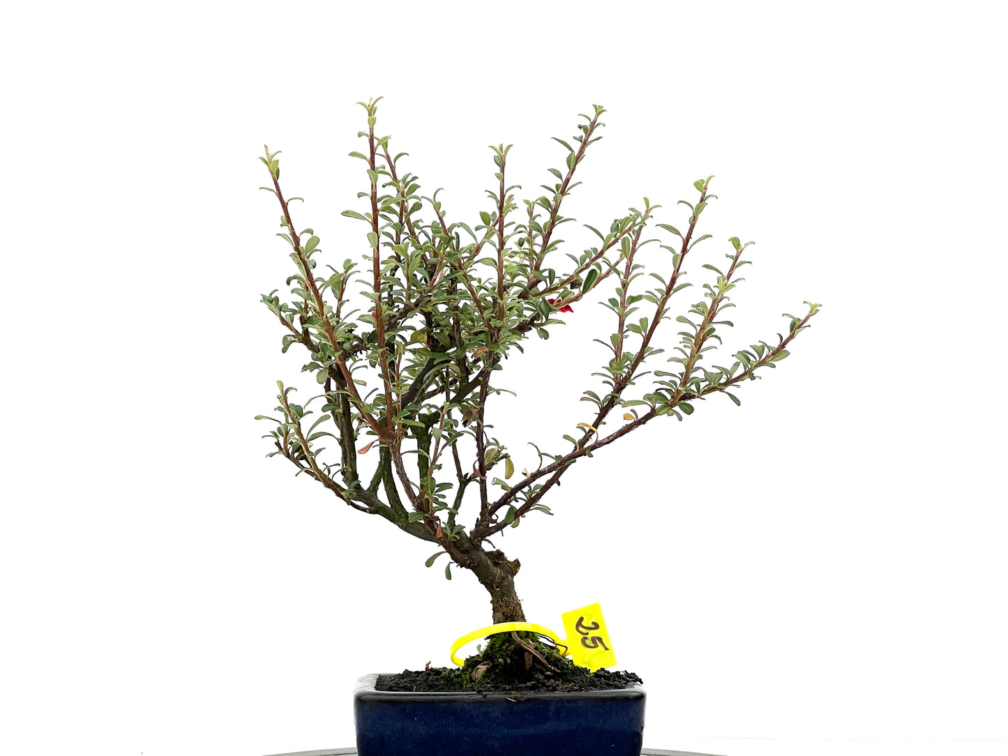 Cotoneaster Microphylla 2681