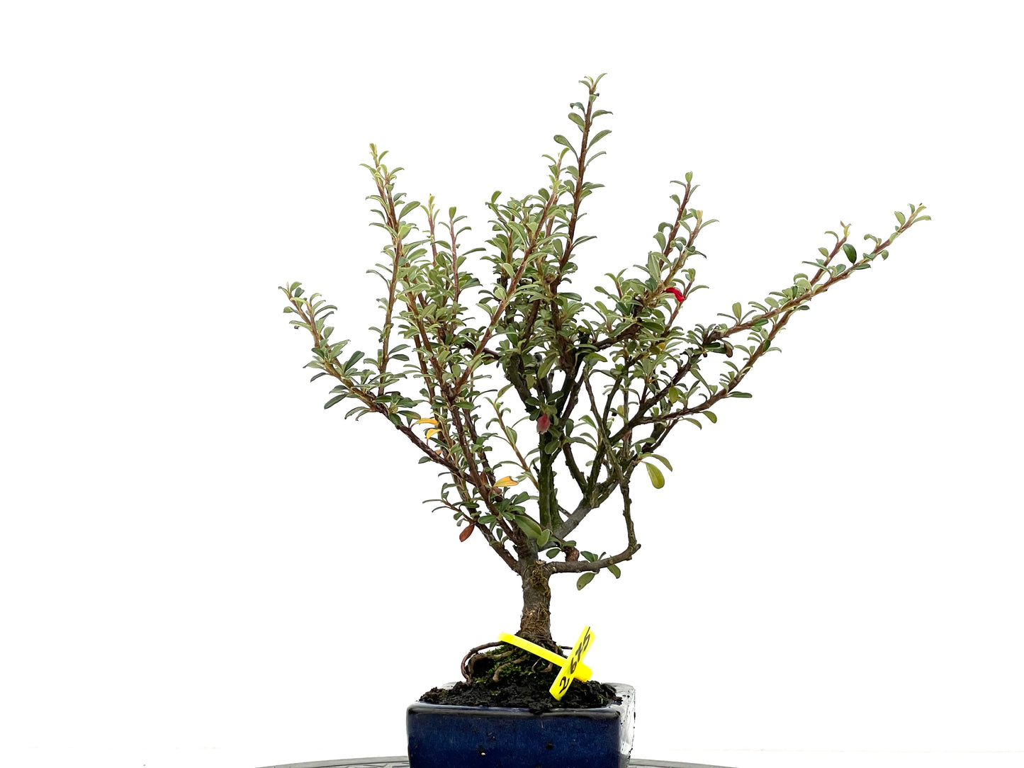Cotoneaster Microphylla 2681