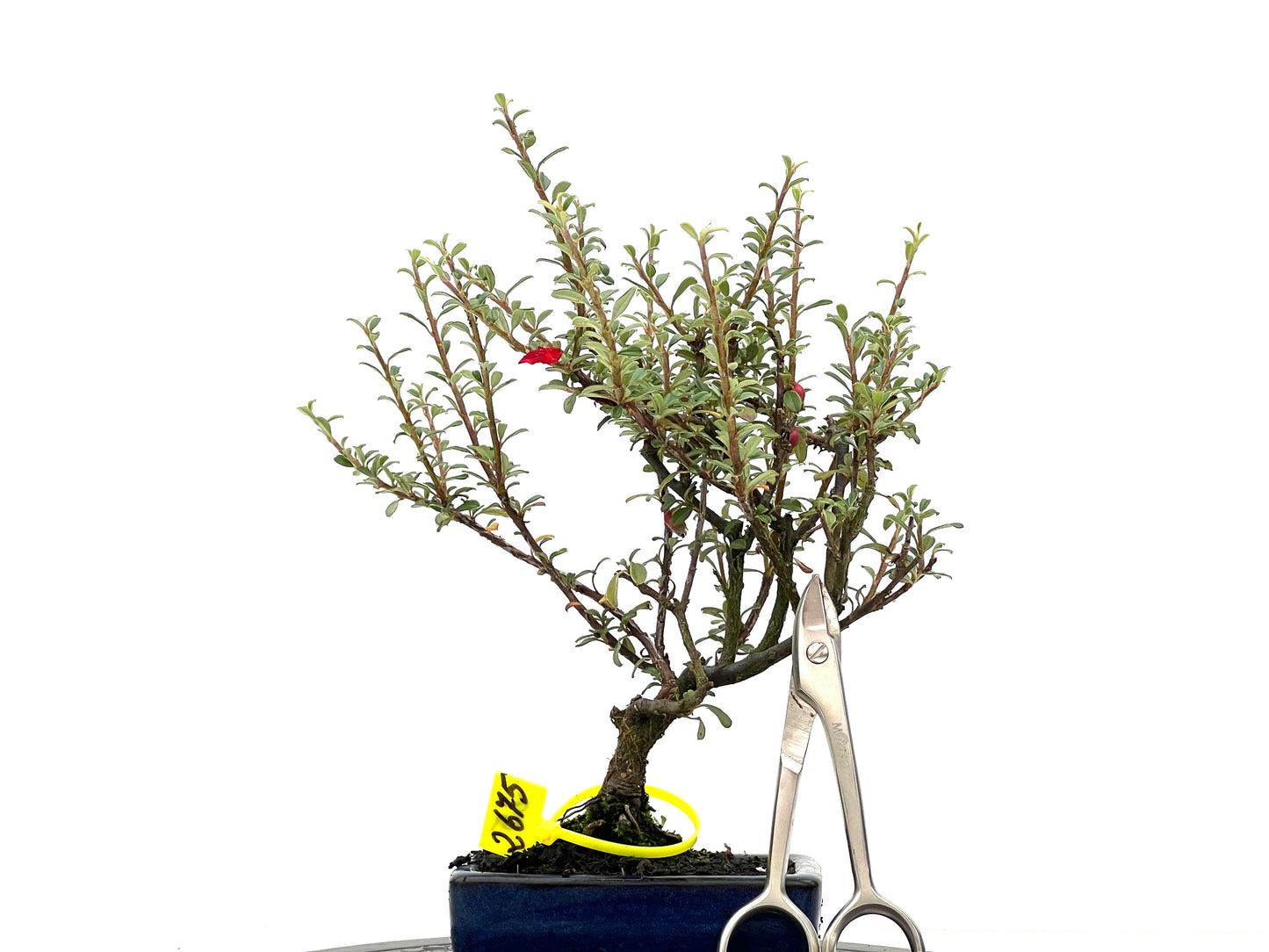 Cotoneaster Microphylla 2675