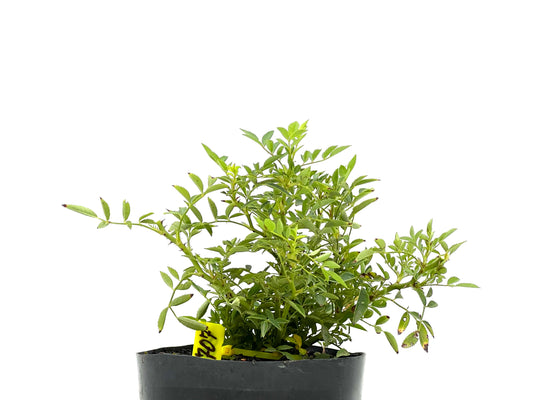 Rosal Japones 2697