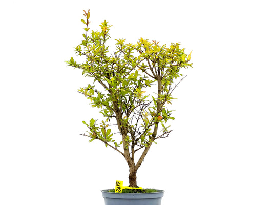 Punica Granatum Nana 2677