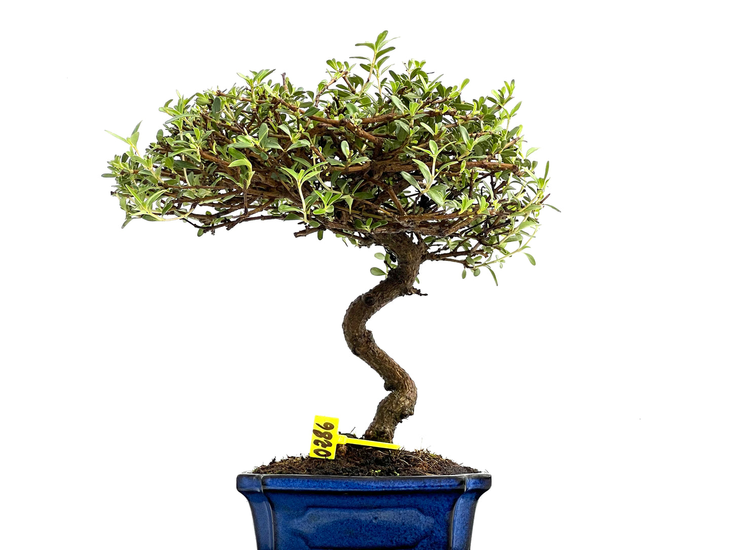 Coprosma 0286