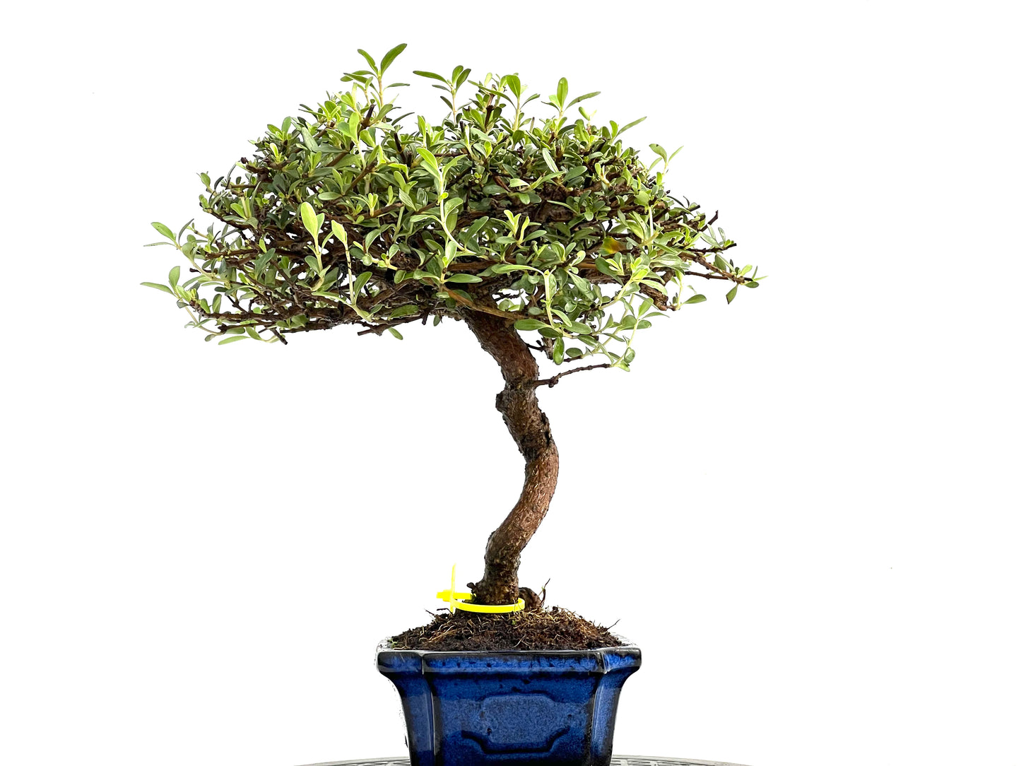 Coprosma 0286