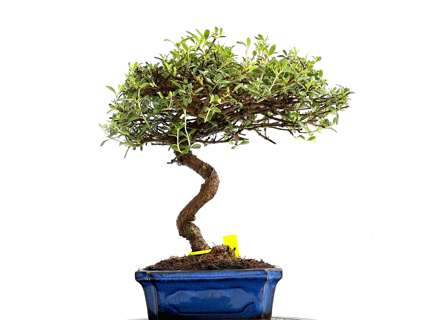 Coprosma 0286