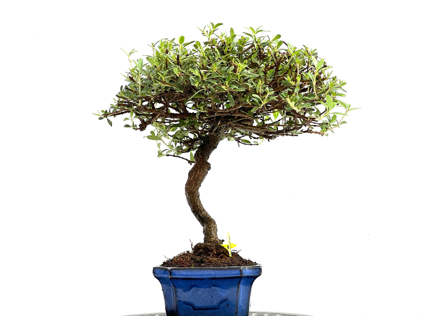Coprosma 0286
