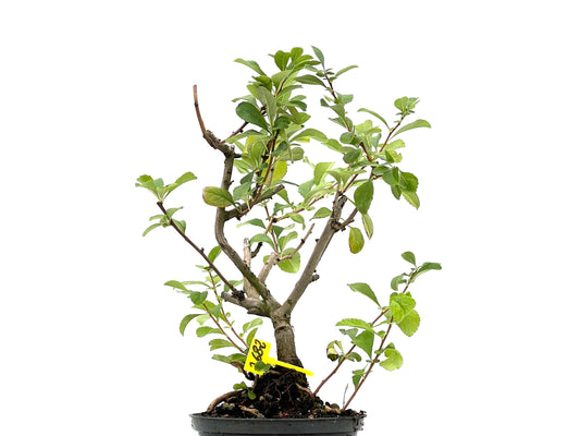 Chaenomeles Japonica 2682