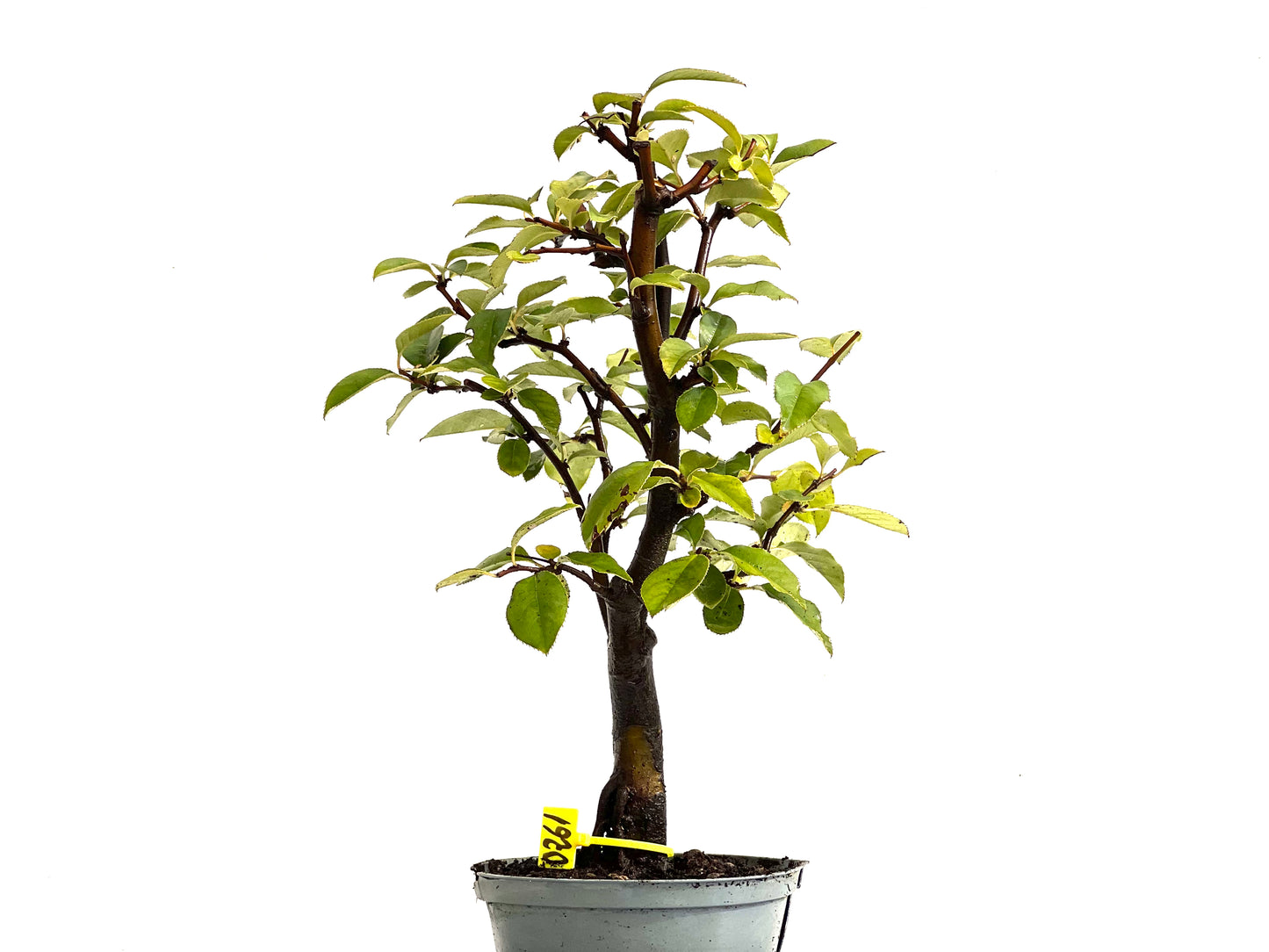 Pseudocidonia Sinensis 0261