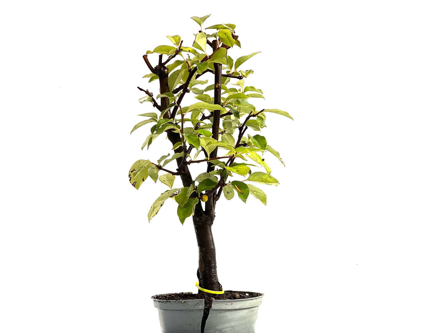 Pseudocidonia Sinensis 0261
