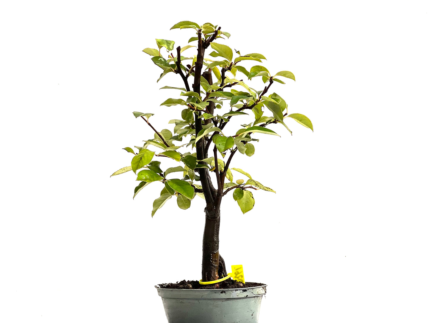 Pseudocidonia Sinensis 0261