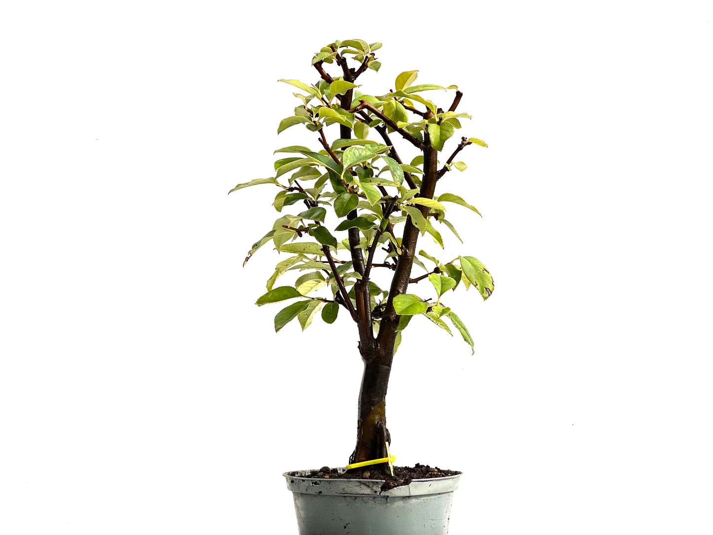 Pseudocidonia Sinensis 0261