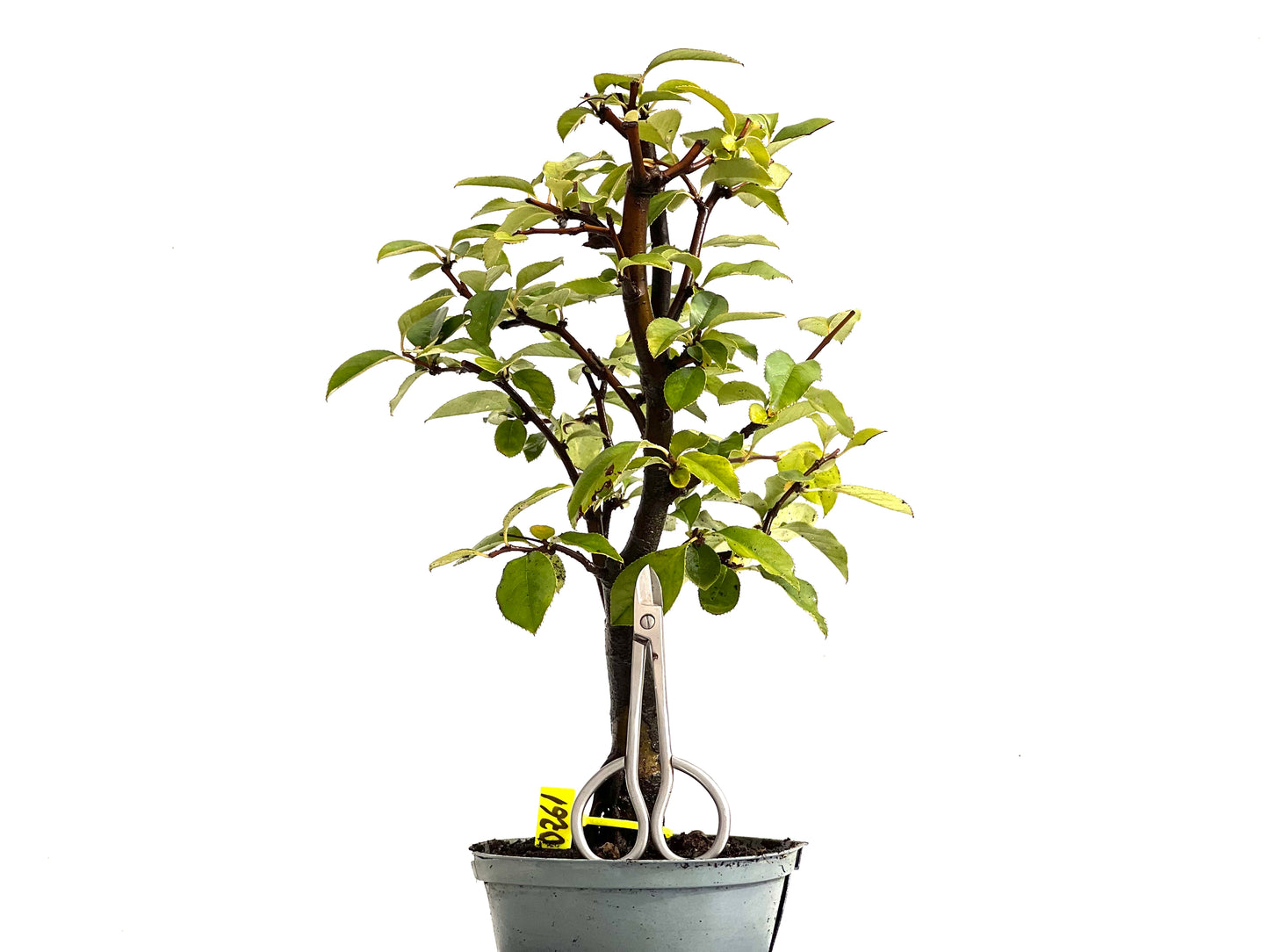 Pseudocidonia Sinensis 0261