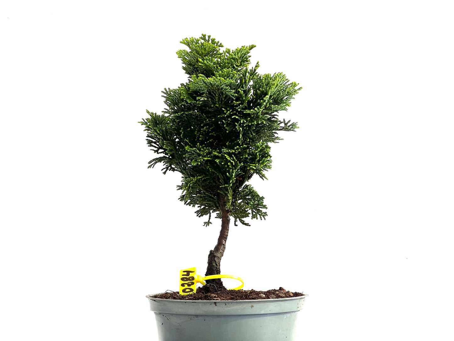 Chamaecyparis Obtusa Nana 0284