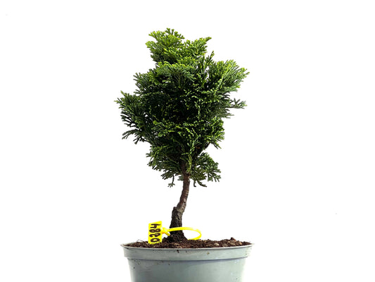 Chamaecyparis Obtusa Nana 0284