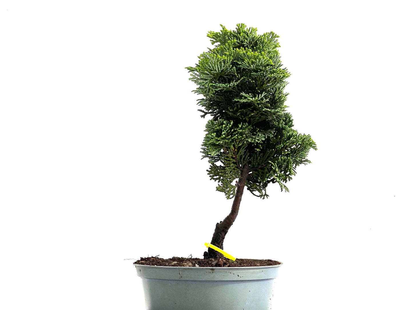 Chamaecyparis Obtusa Nana 0284
