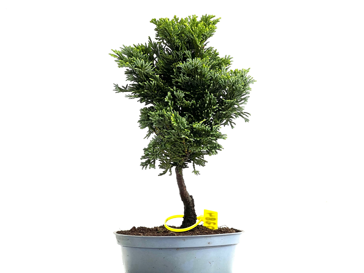 Chamaecyparis Obtusa Nana 0284