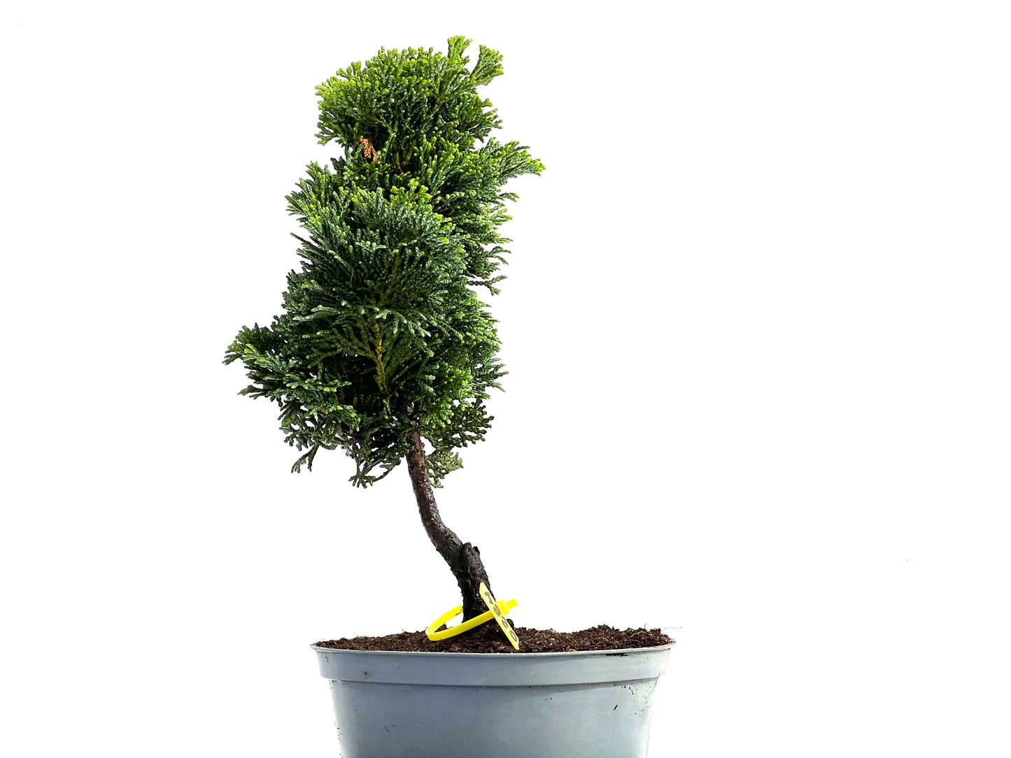 Chamaecyparis Obtusa Nana 0284