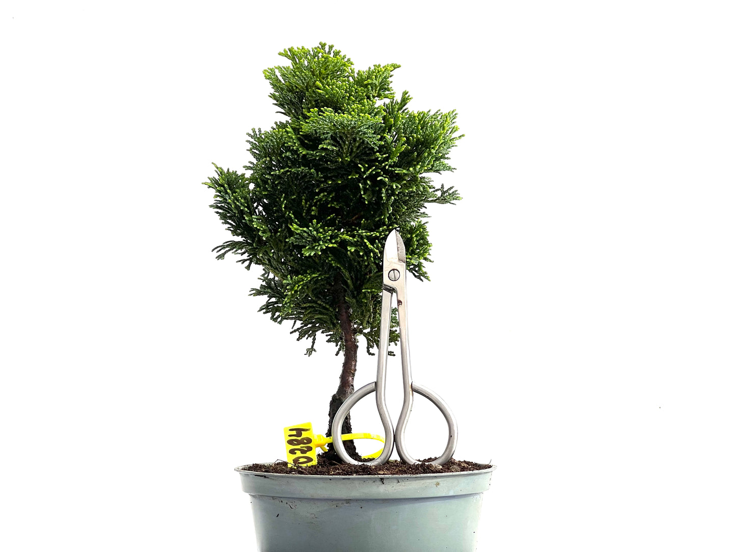 Chamaecyparis Obtusa Nana 0284