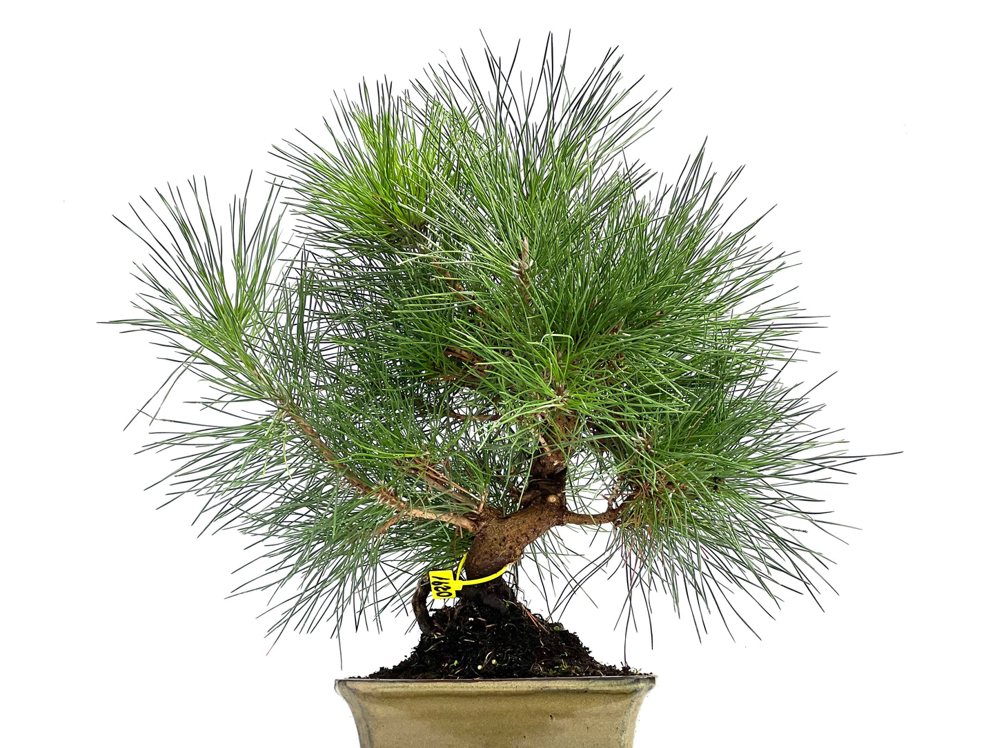 Pinus Thunbergii 0291