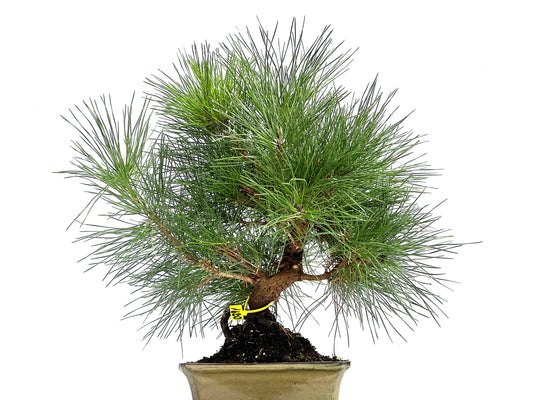 Pinus Thunbergii 0291