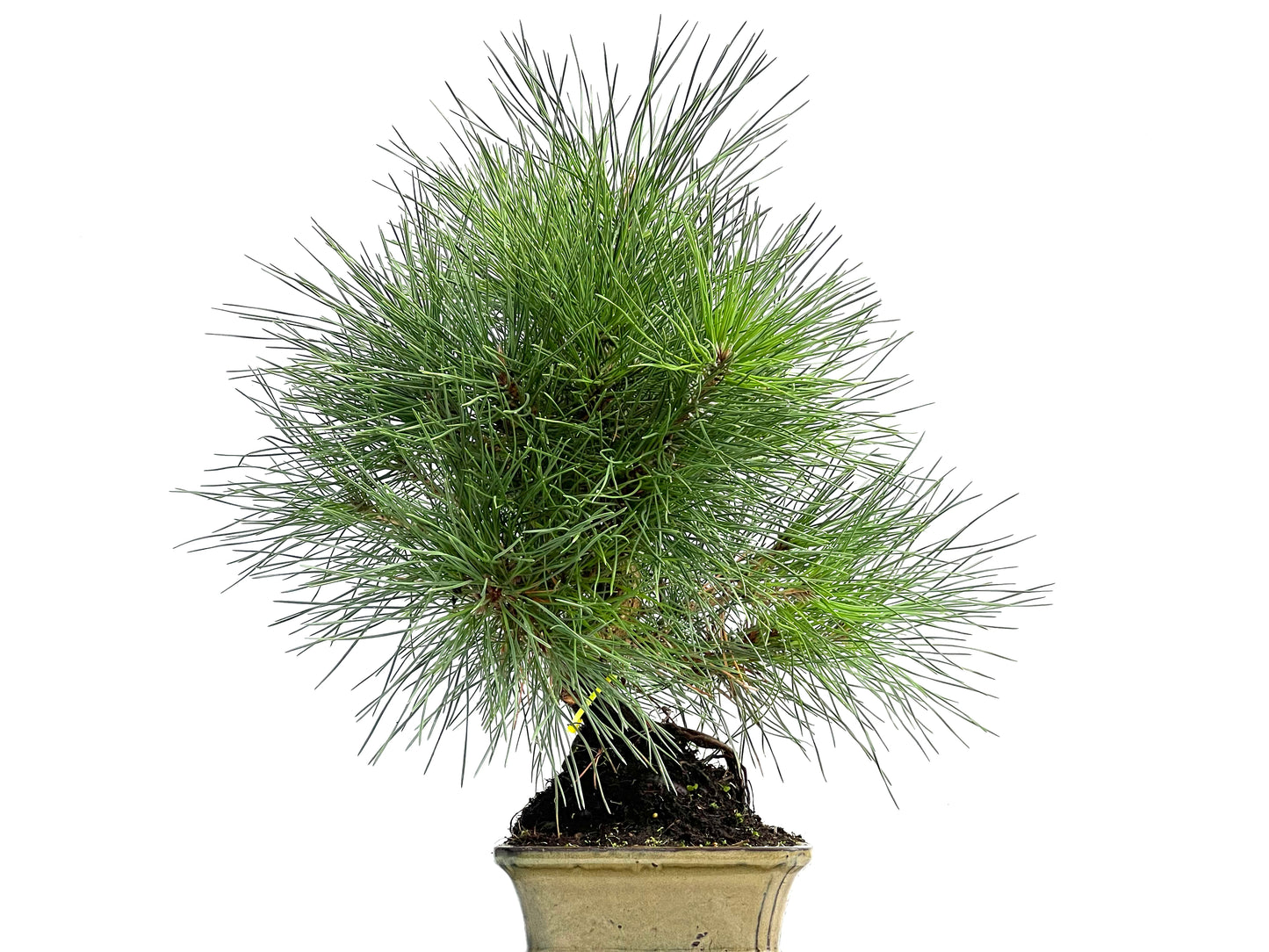 Pinus Thunbergii 0291