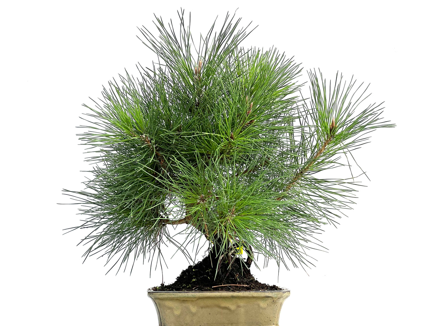 Pinus Thunbergii 0291