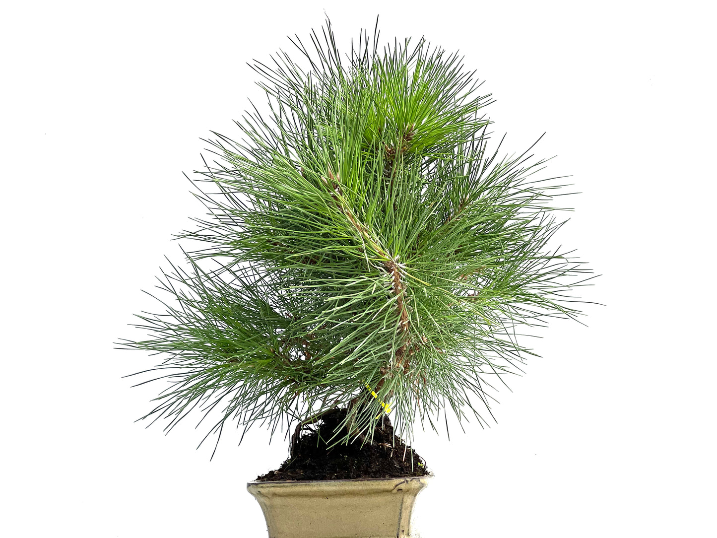 Pinus Thunbergii 0291