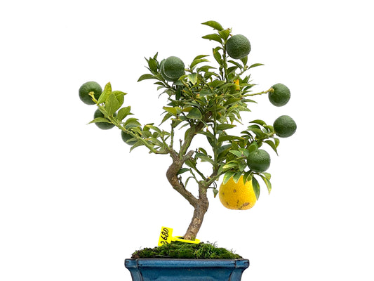 Cytrus Myrtifolia 2680