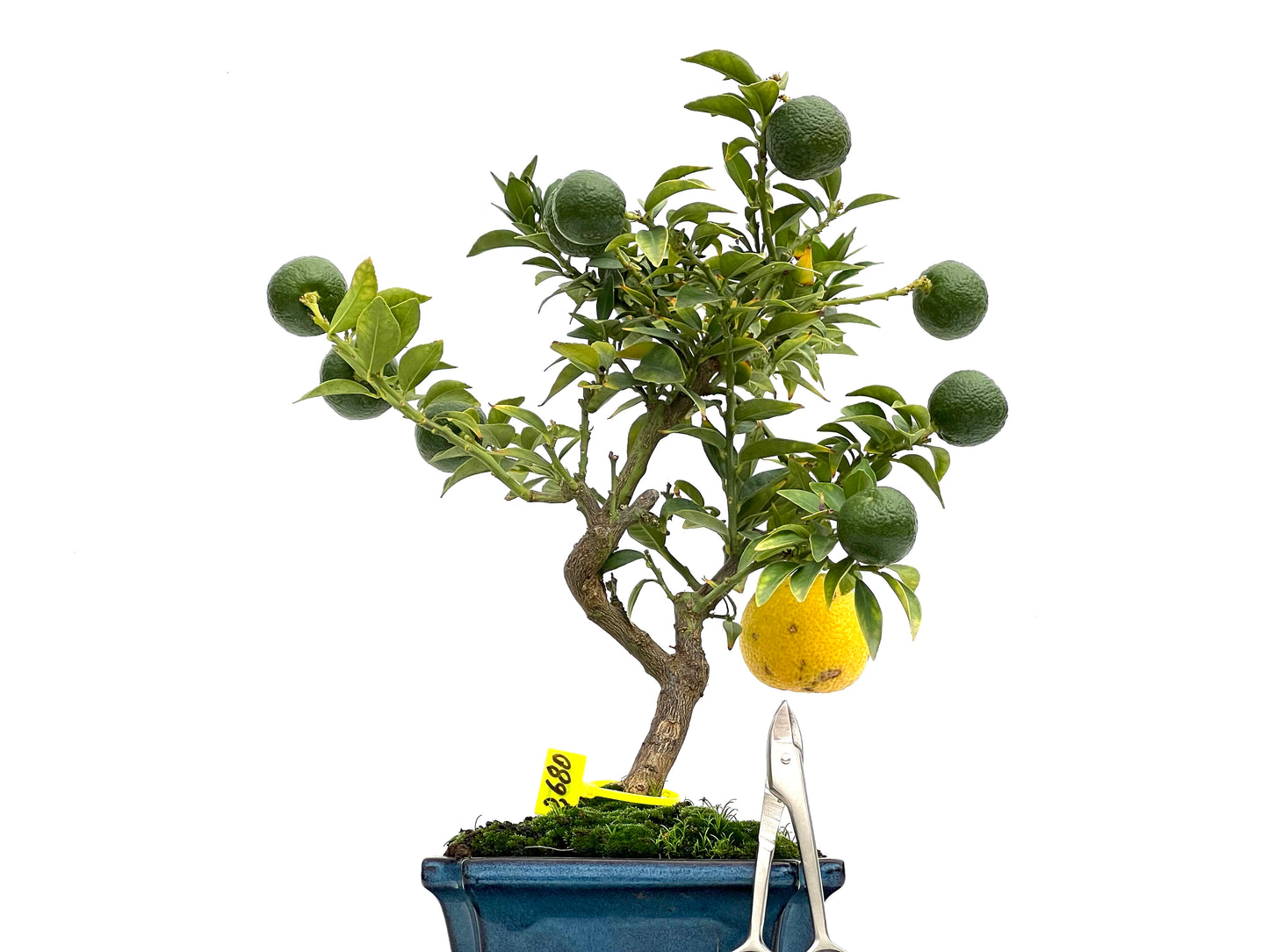 Cytrus Myrtifolia 2680