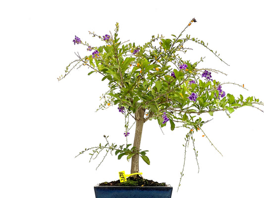 Durantha Repens 2678