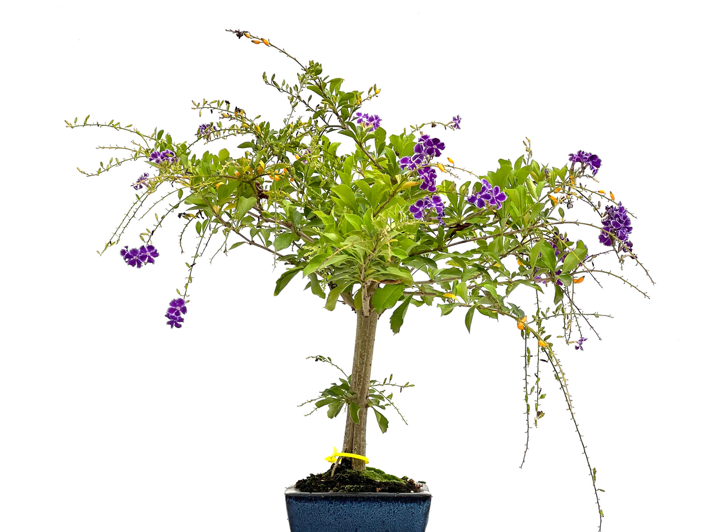 Durantha Repens 2678